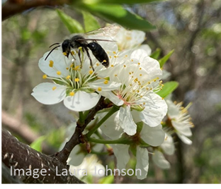 do apple trees attract bees