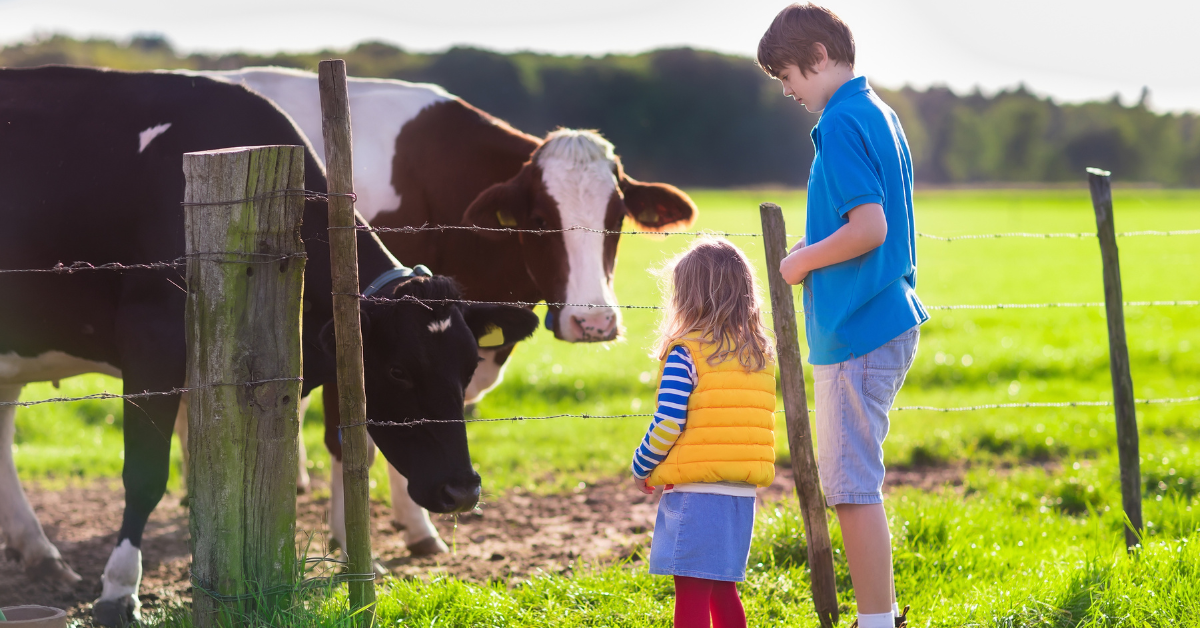 Two children petting two cows through a fence.