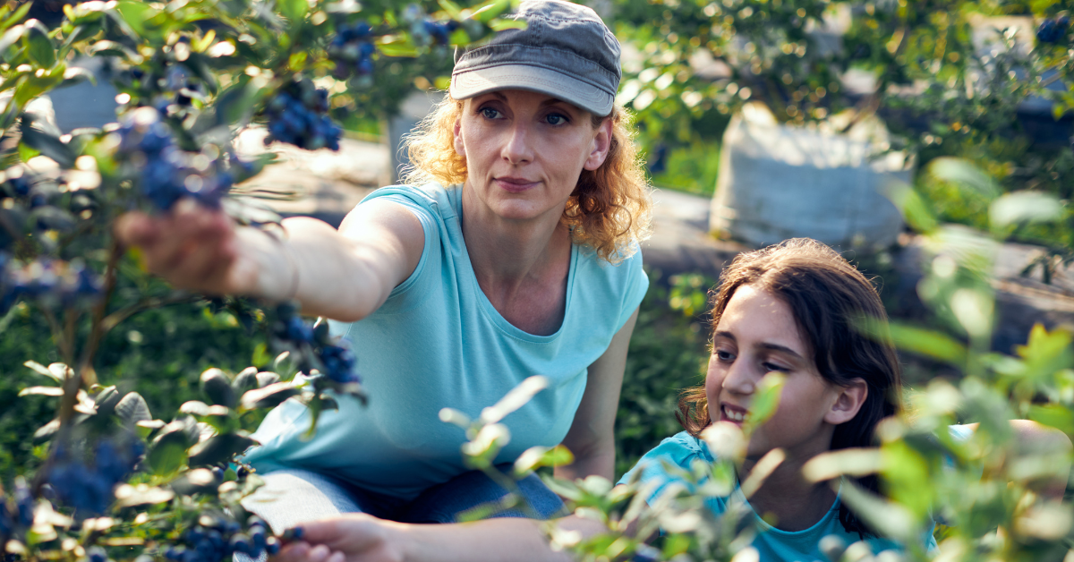 A woman and child pick blueberries.