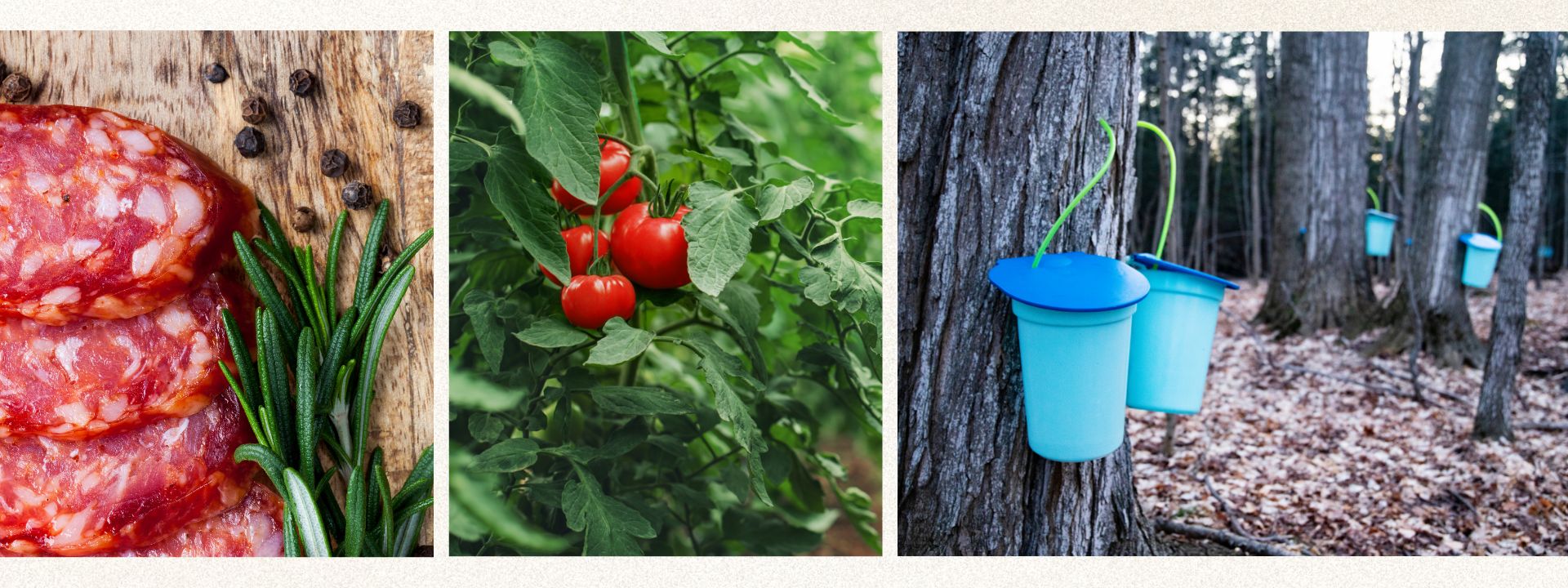 cured meat with rosemary and black pepper, cherry tomatoes on the vine, blue sap collection buckets on maple trees