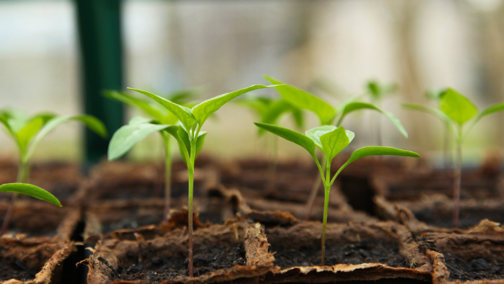 Close up of multiple plant starts