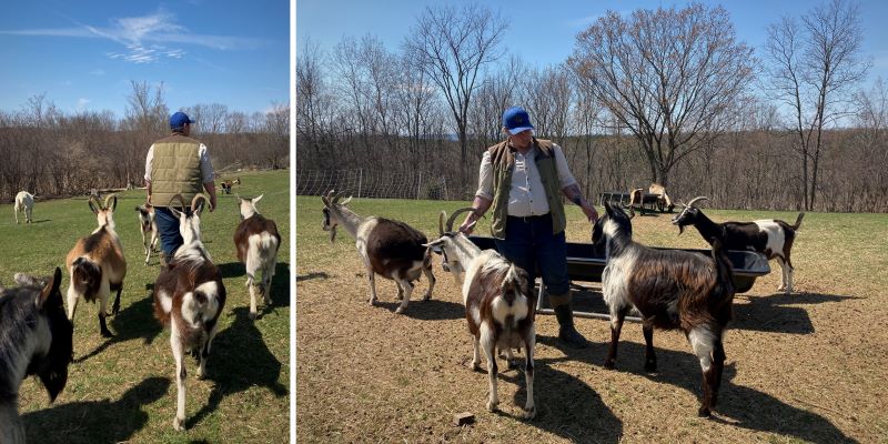 Lee Hennessy of Moxie Ridge with his goats