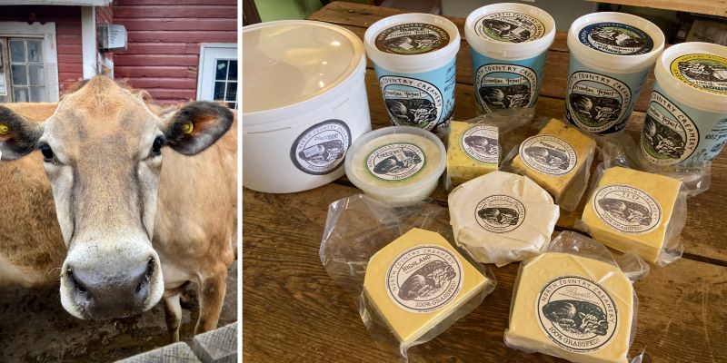 Collage of Jersey cow and North Country Creamery cheese and yogurt