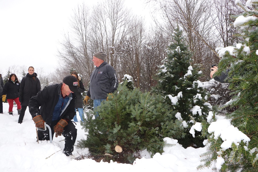 tree cutting 