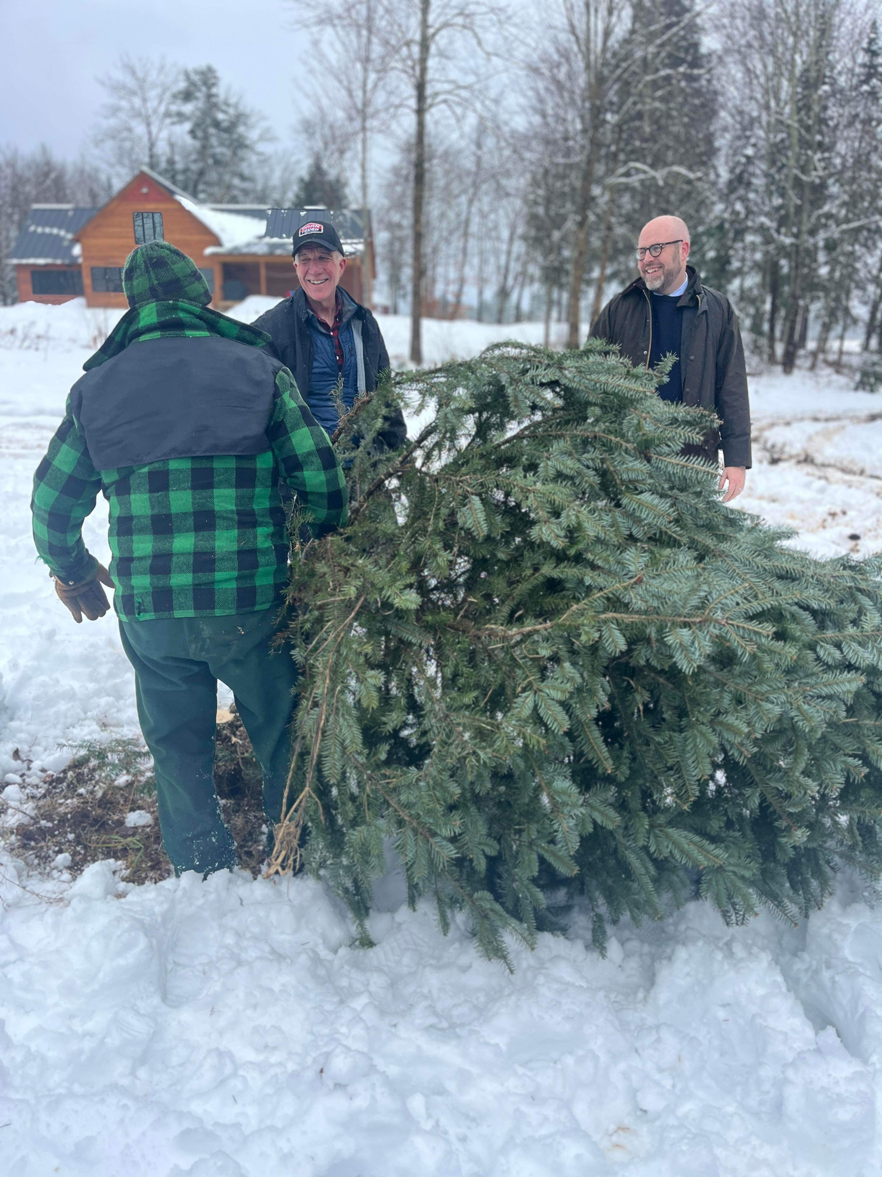 tree cutting 