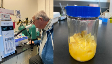 The gas chromatograph/mass spectrometer and the trained smeller collecting cheese chemistry data  