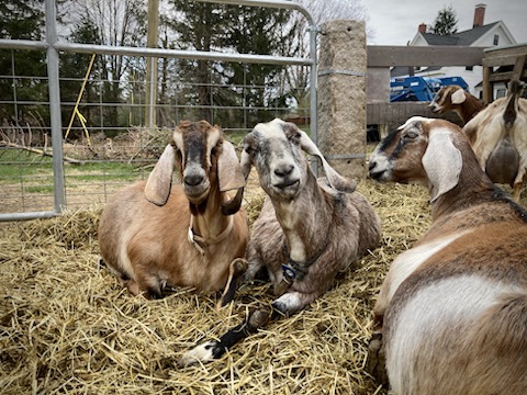 Goats at Three Charm Farm