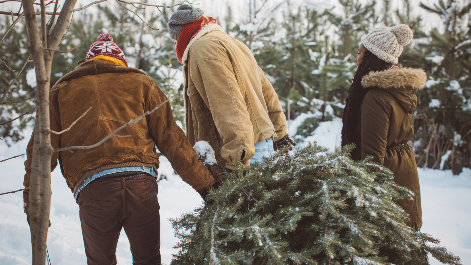 Christmas tree farm