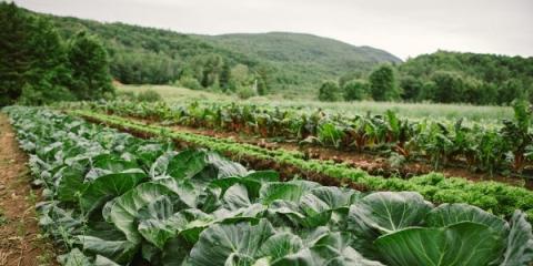 green cabbage, lettuce, and Swiss chard growing in a field with mountains in the background