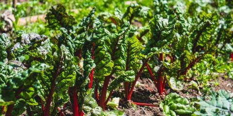 Close-up image of red Swiss chard growing in a field. Photo by Ronan Furuta on Unsplash.