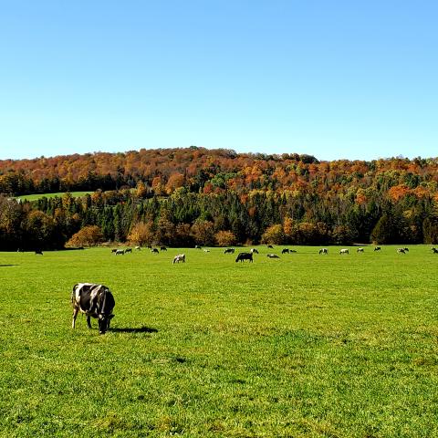 cow in field