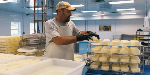 A man loading small circular cheeses from a cart into white bins.
