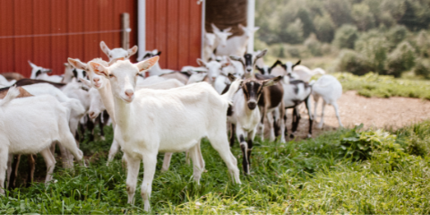 Goats in the green grass in front of a red barn