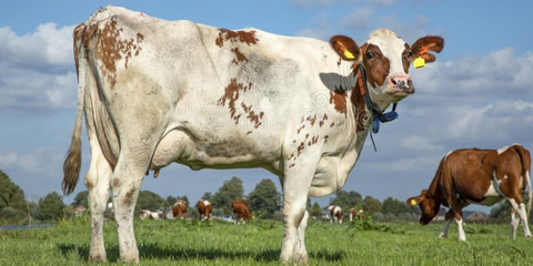 Side view of brown and white cow looking at camera on grass