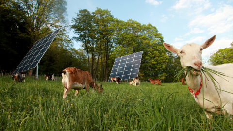 Close up of animals in grass