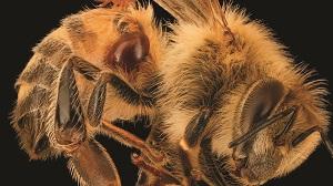 Deceased Honey Bee