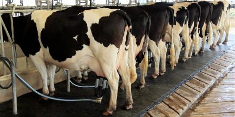 Row of black and white Holstein cows being milked