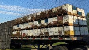 Bees and Used Equipment Import Form