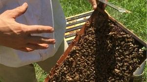 Apiary Inspection