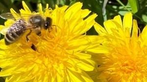 Apiary Pollinator Protection