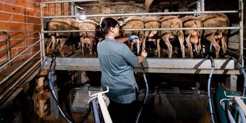 woman milking sheep with milking machine