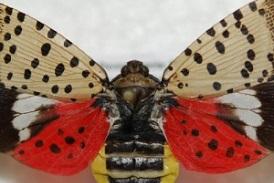 Spotted Lanternfly