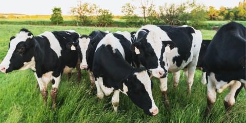 Holstein cows grazing