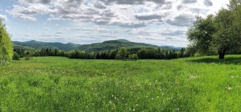 Lush, biodiverse meadow with trees and mountains in the background.