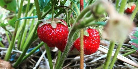 strawberries