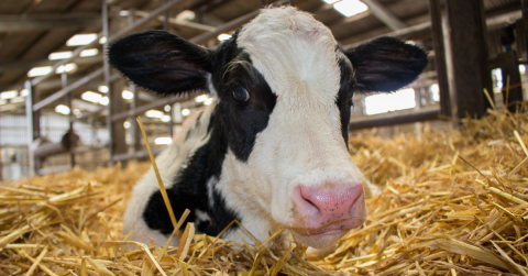 A dairy low rests in hay