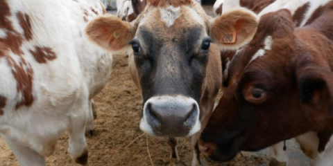 A close up of three brown and white spotted cows