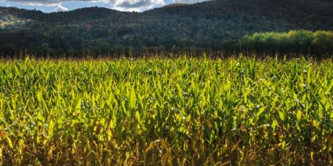 field of corn