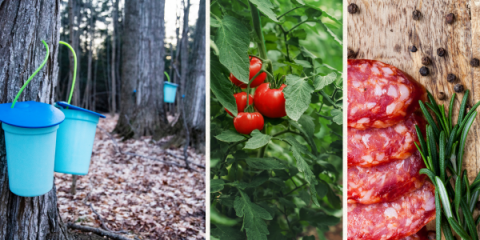 blue sap collection buckets on maple trees, cherry tomatoes on the vine, cured meat with rosemary and black pepper