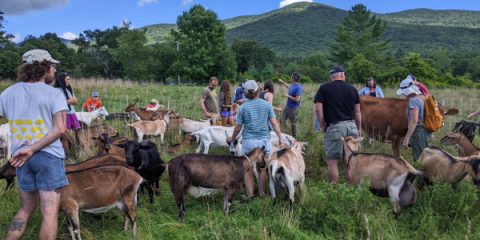A group of people standing in a field with goats
