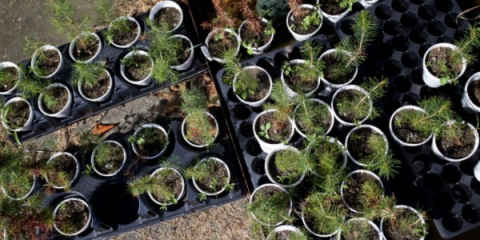a bird's-eye view of young Christmas trees in white pots set in black trays
