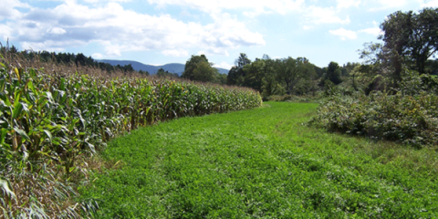 a field with vegetative buffers