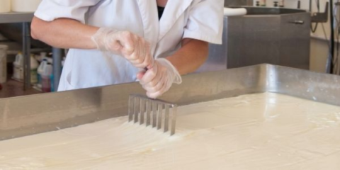 a cheesemaker wearing a white shirt and plastic gloves cutting curds in a stainless steel vat