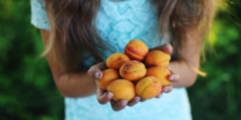 a child with long hair and a blue dress hands holding fresh apricots