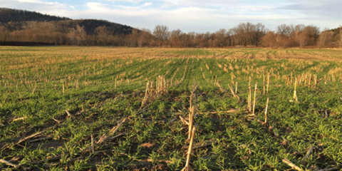 cover crop in a farm field