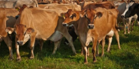 a group of jerseys standing in a field