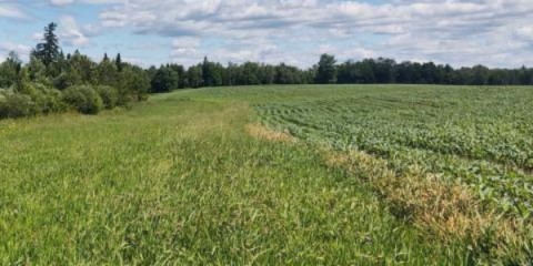 a field with a filter strip