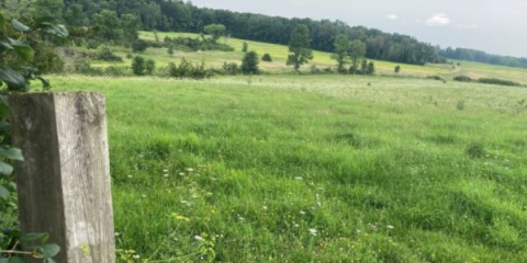 a lush, green meadow with wildflowers and a small hill in the distance