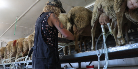 a person milking a cow with their back towards the camera