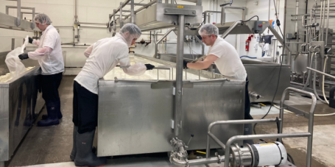 Workers in a cheese factory are wearing white uniforms, hairnets, and gloves, while processing curd in large stainless steel vats. 