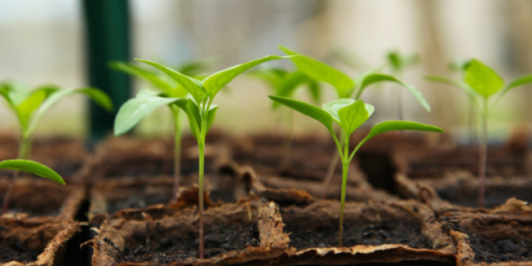 seedlings in pots