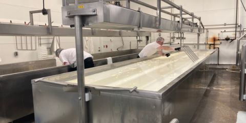 Two people in white shirts making mozzarella cheese in a large rectangular stainless steel cheese vat