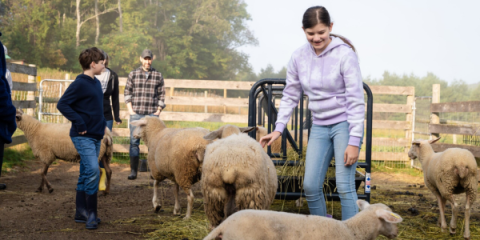 Children in a pen with sheep