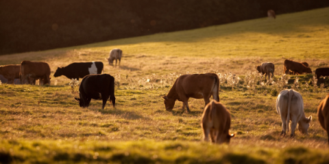 Cows in a field at sunset