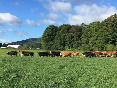 jersey cows on pasture
