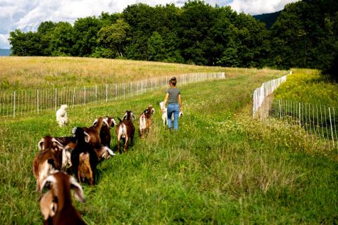 Working Lands Becca Knouss Goat Project